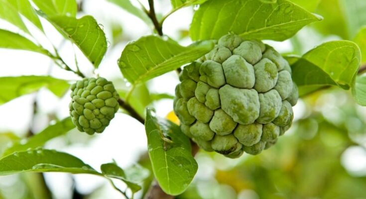 The Benefits Of Cherimoya On The Body Are Numerous